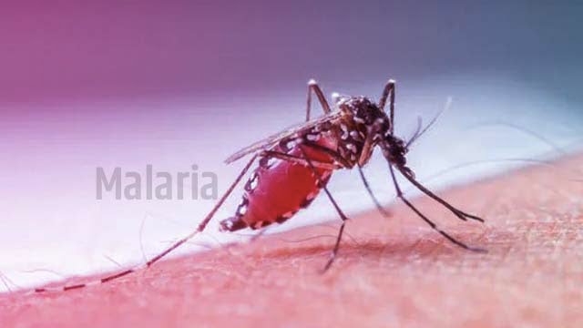 Malaria Kaise Hota Hai